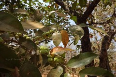 Glochidion lanceolarium